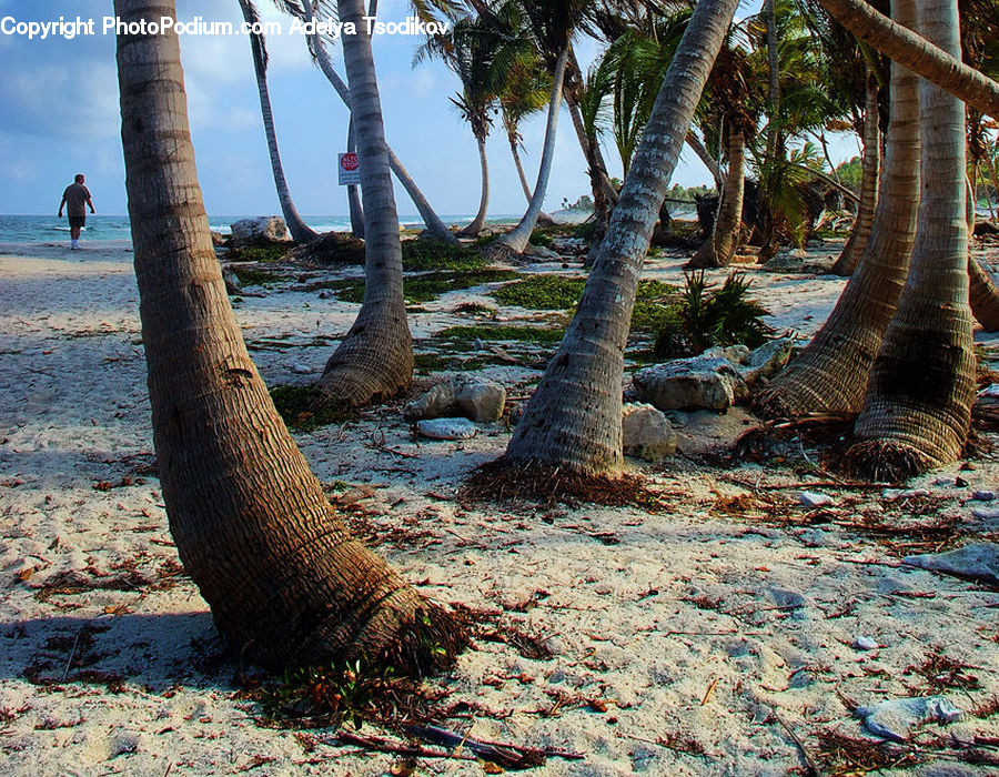 Arecaceae, Palm Tree, Plant, Tree, Rock, Oak, Wood