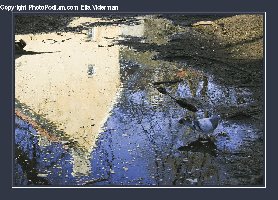 Bird, Pigeon, Dove, Booby, Art, Modern Art