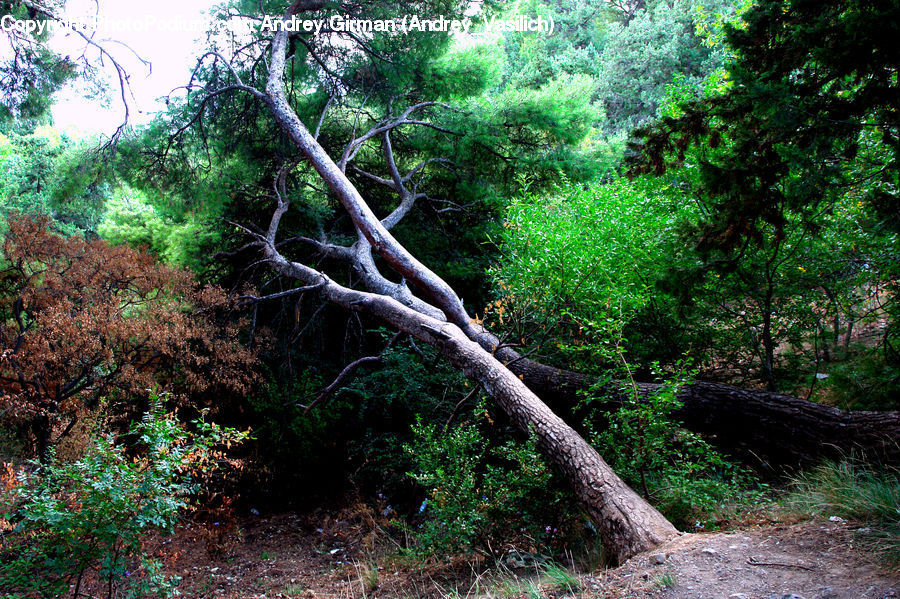 Forest, Vegetation, Jungle, Rainforest, Bush, Plant, Conifer