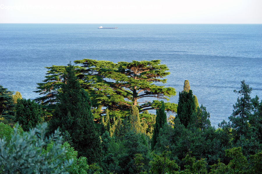 Bush, Plant, Vegetation, Conifer, Fir, Tree, Oak