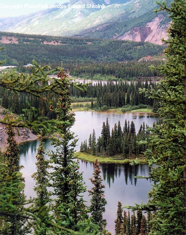 Conifer, Fir, Plant, Tree, Spruce, Wood, Pine