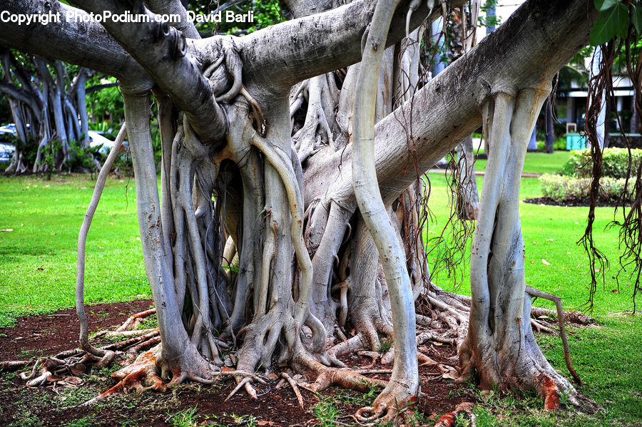 Tree Trunk, Plant, Tree, Oak, Wood, Forest, Grove