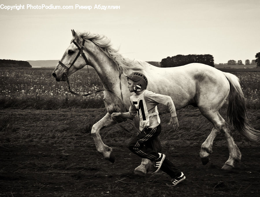 Animal, Horse, Mammal, Stallion, Colt Horse, Foal, Female