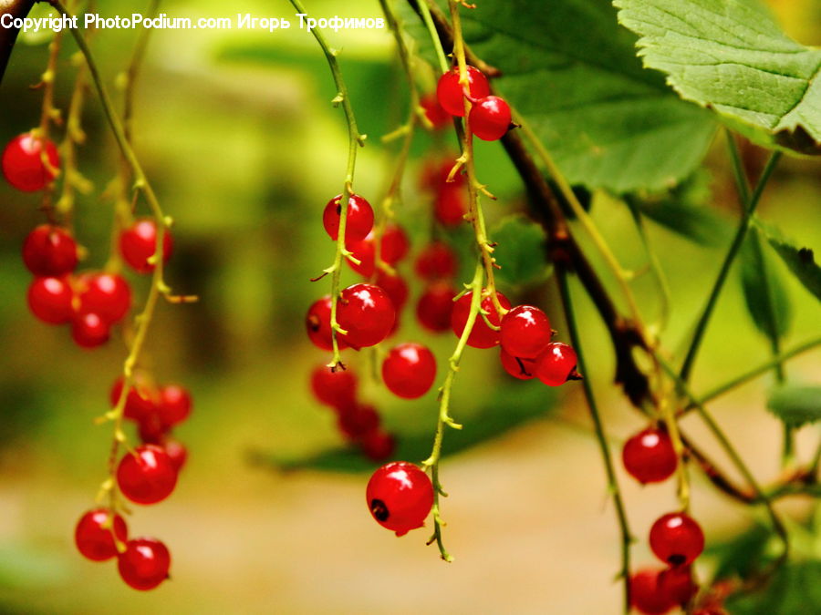 Cherry, Fruit, Grapes, Accessories, Bead, Prayer Beads, Veins