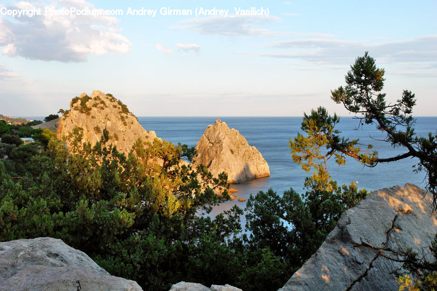 Conifer, Fir, Plant, Tree, Cliff, Outdoors, Rock