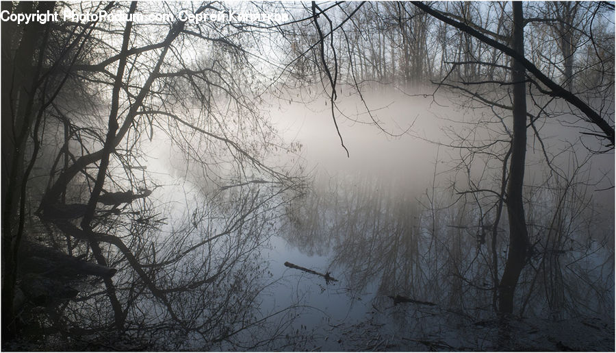 Fog, Plant, Tree, Forest, Vegetation, Mist, Outdoors