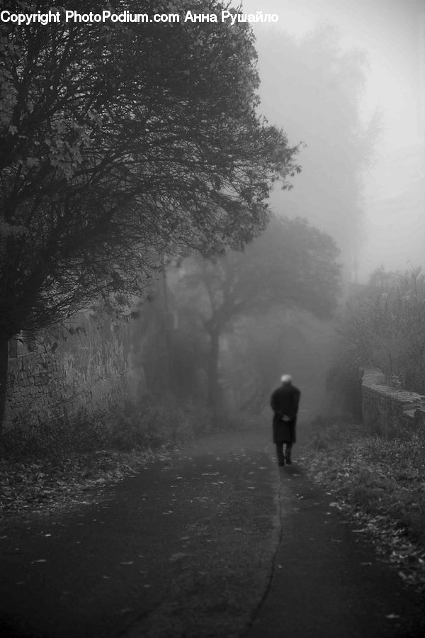 Fog, Path, Trail, Forest, Vegetation, Plant, Tree