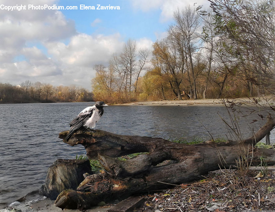 Bird, Outdoors, River, Water, Rock, Landscape, Nature