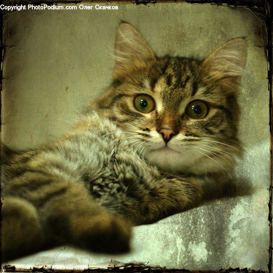 Animal, Cat, Mammal, Pet, Abyssinian
