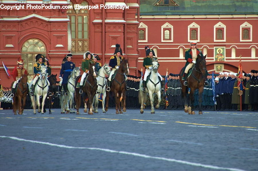 Animal, Horse, Mammal, People, Person, Human, Equestrian