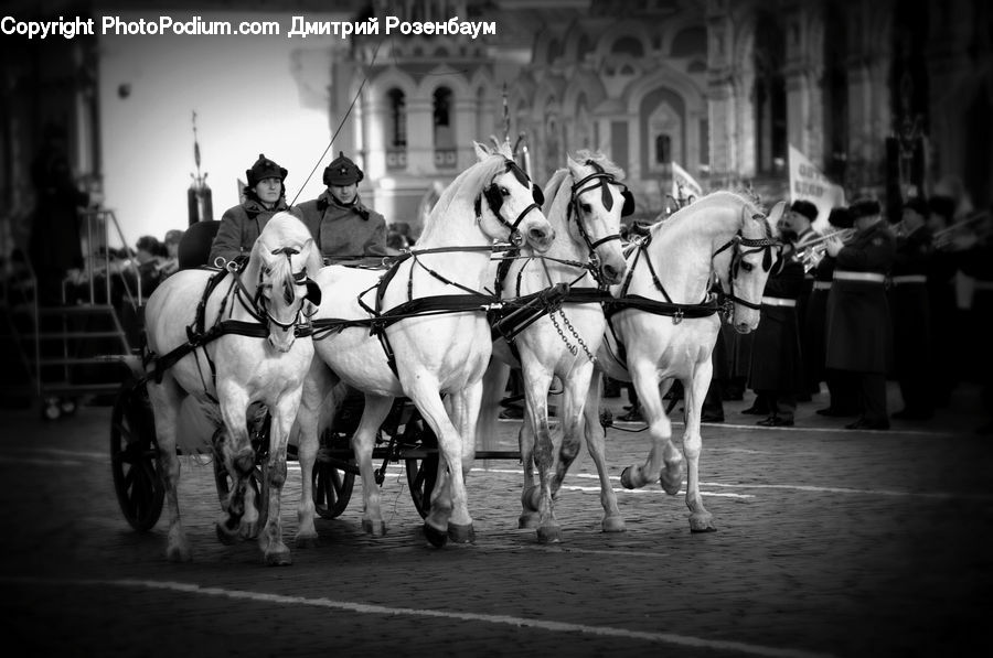 People, Person, Human, Animal, Equestrian, Horse, Mammal