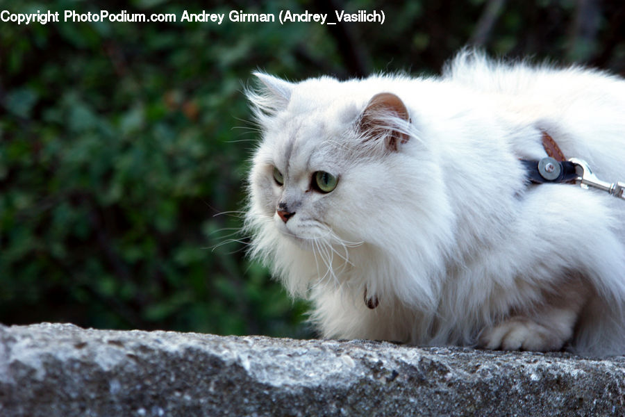 Field, Grass, Grassland, Plant, Animal, Cat, Kitten