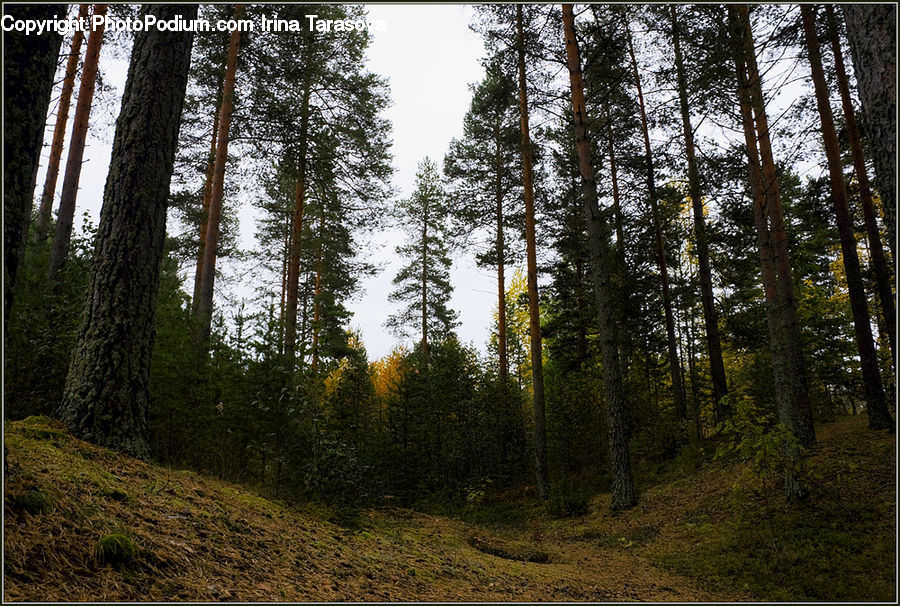 Forest, Vegetation, Conifer, Fir, Plant, Tree, Grove