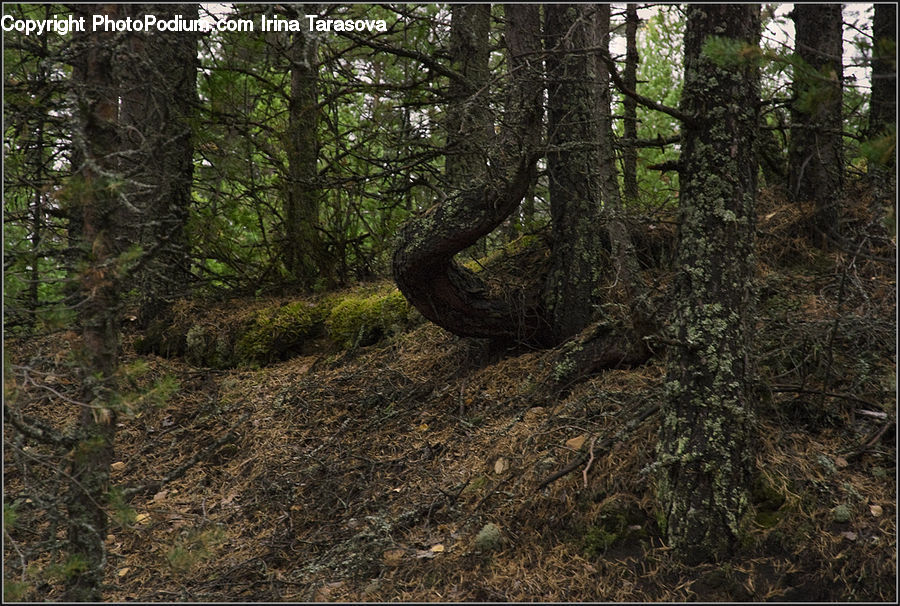 Forest, Grove, Land, Vegetation, Reptile, Snake, Plant