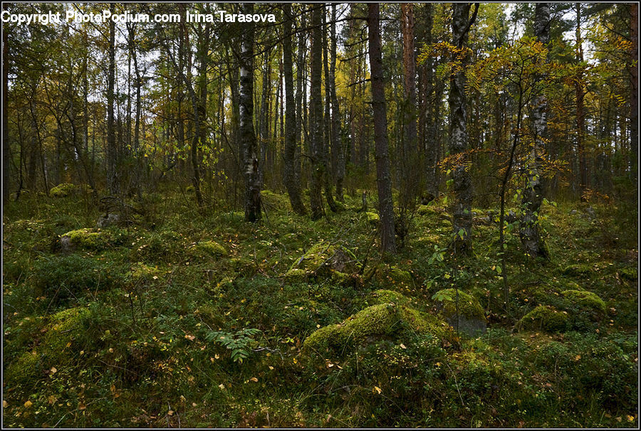 Forest, Vegetation, Grove, Land, Conifer, Fir, Plant