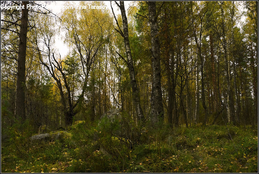 Forest, Vegetation, Grove, Land, Birch, Tree, Wood