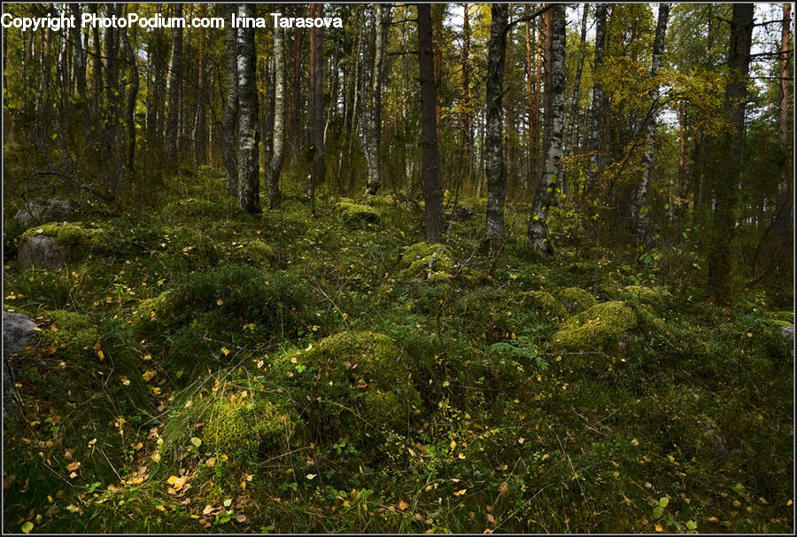 Forest, Vegetation, Grove, Land, Field, Grass, Grassland