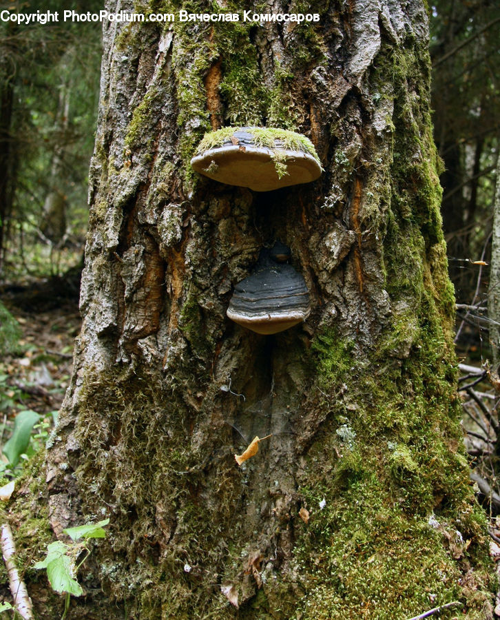 Agaric, Amanita, Fungus, Mushroom, Plant, Ivy, Vine