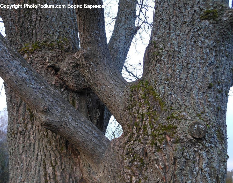 Oak, Tree, Wood, Sycamore, Tree Trunk, Plant, Birch