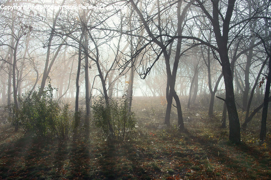 Fog, Mist, Outdoors, Forest, Vegetation, Landscape, Nature