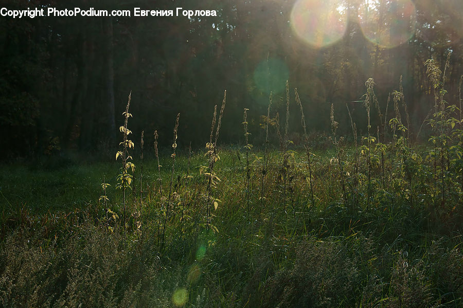 Field, Grass, Grassland, Plant, Forest, Jungle, Rainforest
