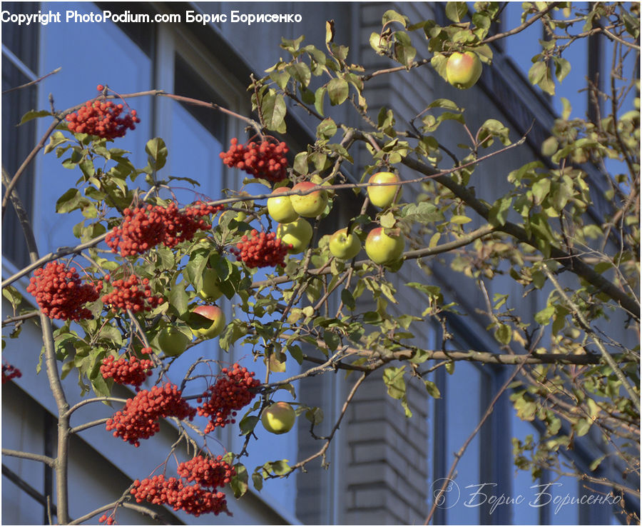Floral Design, Fruit, Persimmon, Grapes, Cherry, Flower Arrangement, Ikebana