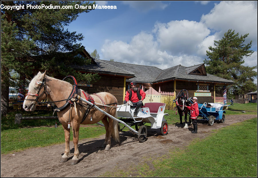 Animal, Horse, Mammal, Buggy, Carriage, Horse Cart, Wagon