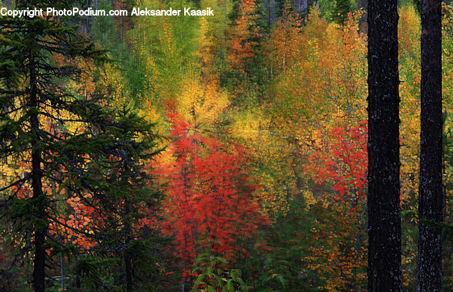 Conifer, Fir, Plant, Tree, Maple, Wood, Forest