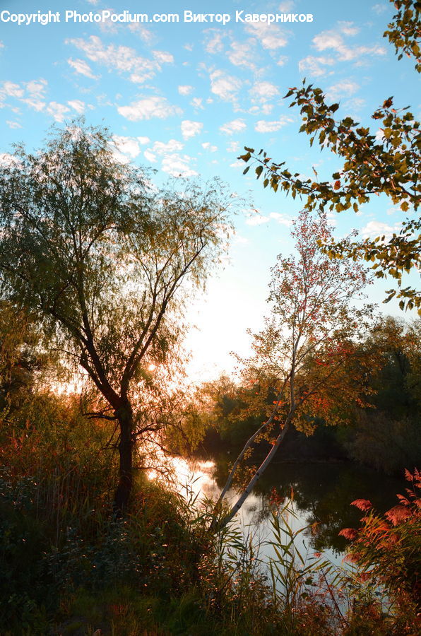 Plant, Potted Plant, Outdoors, Pond, Water, Landscape, Nature