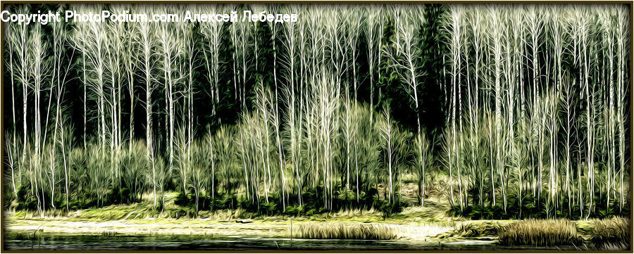 Grass, Plant, Reed, Forest, Vegetation, Fir, Grove