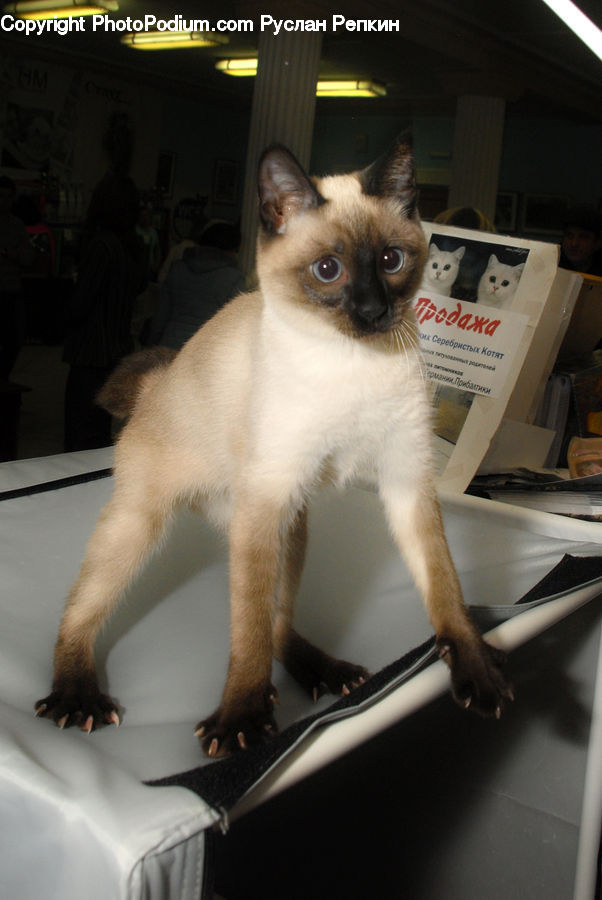 Animal, Cat, Pet, Siamese, Book, Text, Footwear