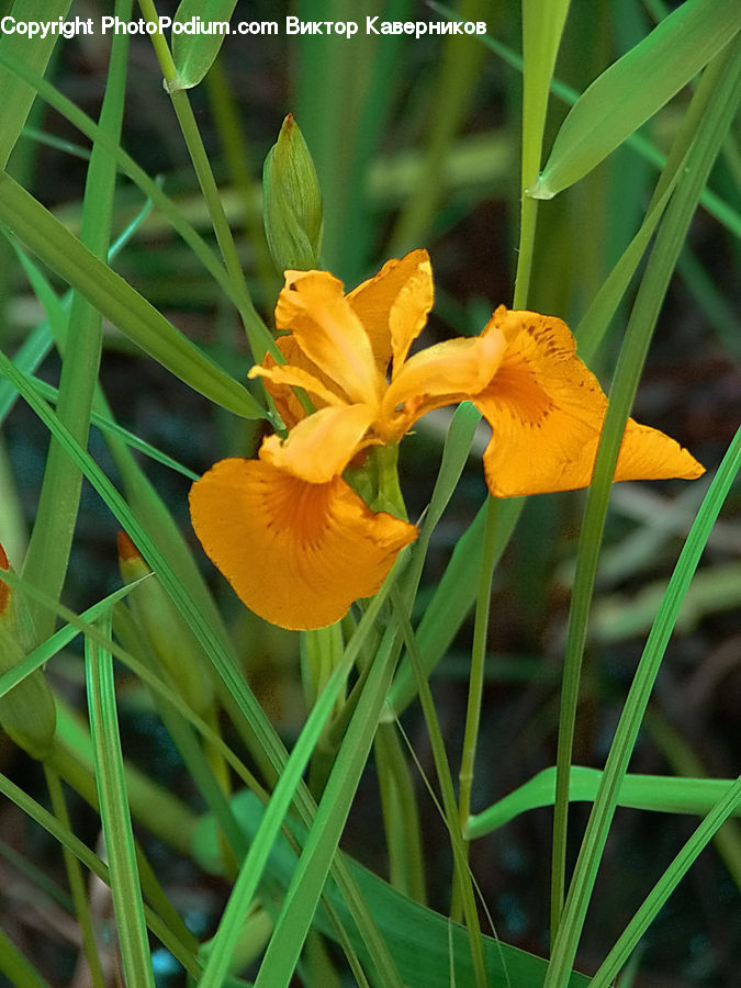 Flora, Flower, Gladiolus, Plant, Fiber, Flax, Blossom