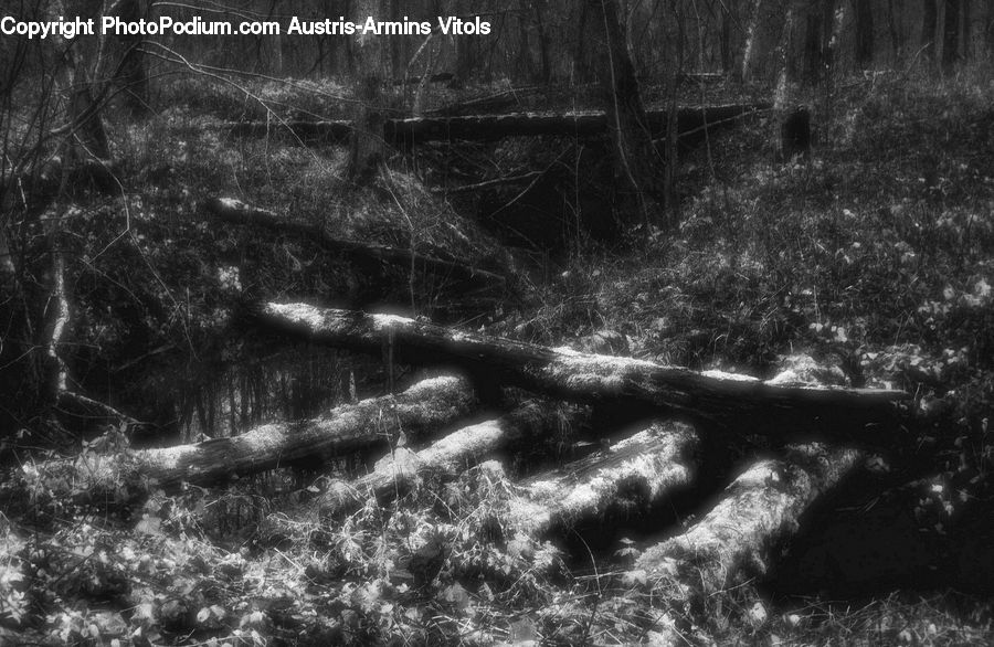 Forest, Vegetation, Grove, Land, Outdoors, Fir, Plant