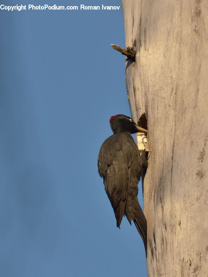 Bird, Eagle, Condor, Vulture, Flicker Bird, Woodpecker, Kite Bird