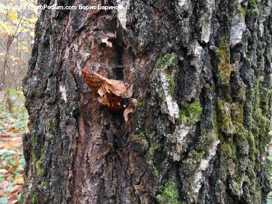 Tree Trunk, Cliff, Outdoors, Forest, Jungle, Fir, Redwood