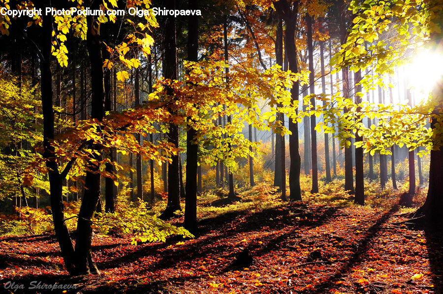 Forest, Vegetation, Plant, Tree, Flare, Light, Sunlight