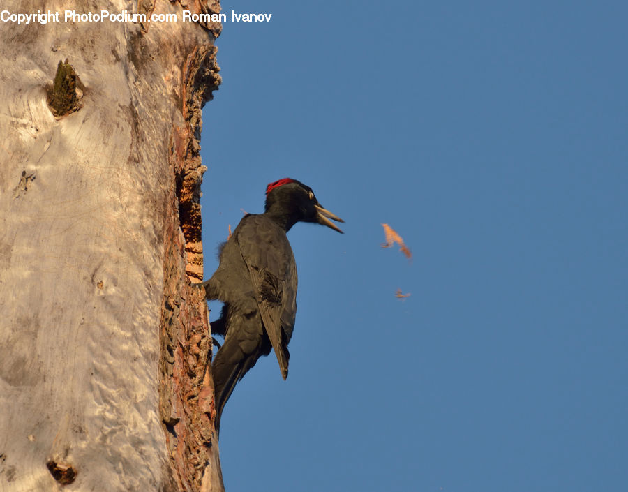 Bird, Flicker Bird, Woodpecker, Crane Bird, Heron, Stork, Beak