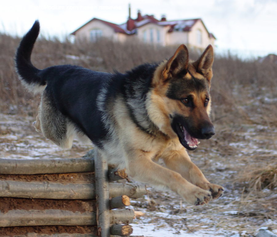 Animal, Canine, Dog, German Shepherd, Mammal, Pet, Husky