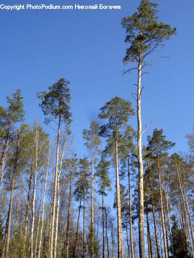 Birch, Tree, Wood, Conifer, Fir, Plant, Forest