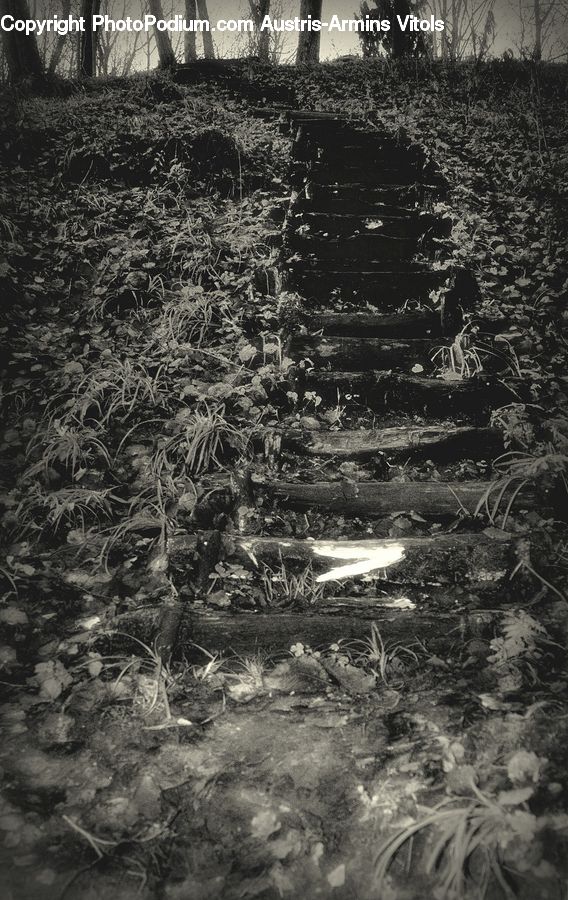 Plant, Tree, Outdoors, Soil, Forest, Vegetation, Countryside