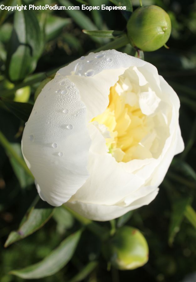 Blossom, Flower, Peony, Plant, Flora, Citrus Fruit, Fruit