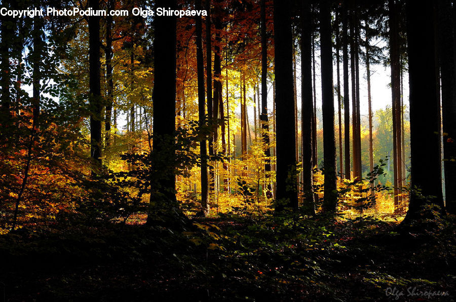 Forest, Vegetation, Plant, Potted Plant, Night, Outdoors, Grove