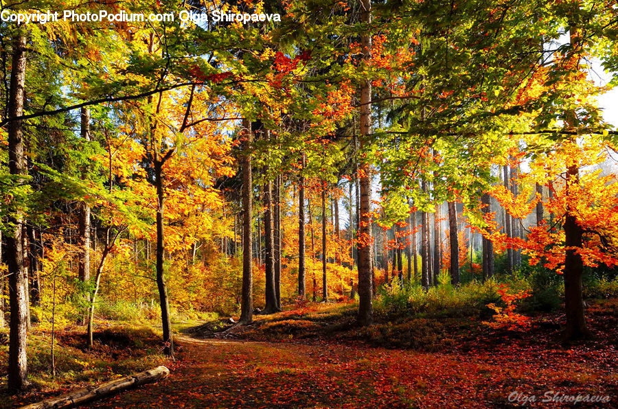 Maple, Tree, Wood, Forest, Vegetation, Plant, Grove