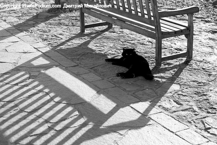 Bench, Animal, Bear, Black Bear, Mammal