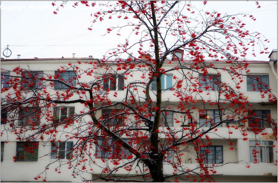 Blossom, Flora, Flower, Plant, Cherry Blossom, Tree, Apartment Building