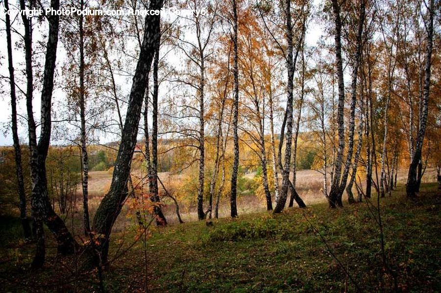 Birch, Tree, Wood, Forest, Grove, Land, Vegetation