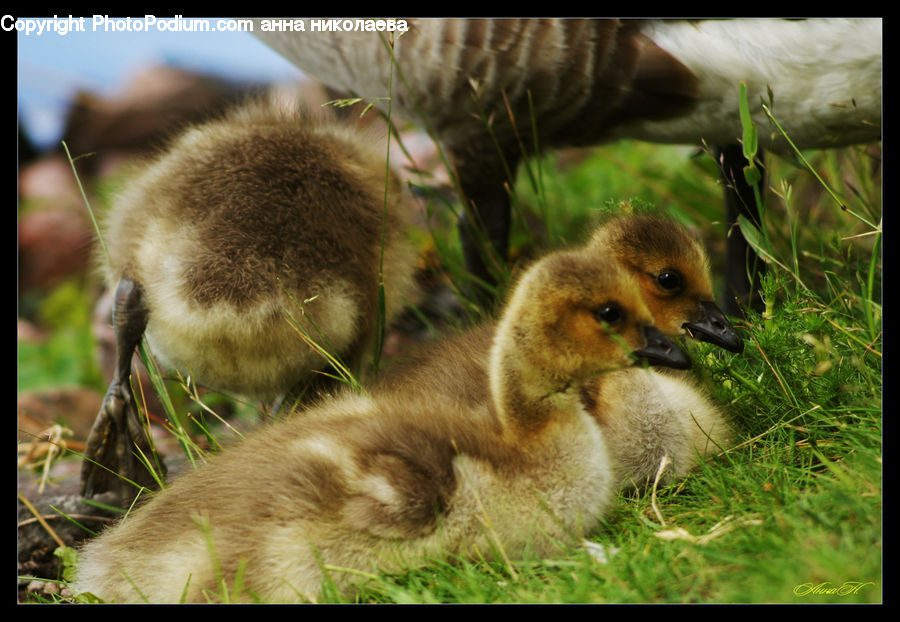 Bird, Duck, Teal, Waterfowl, Plant, Vegetation
