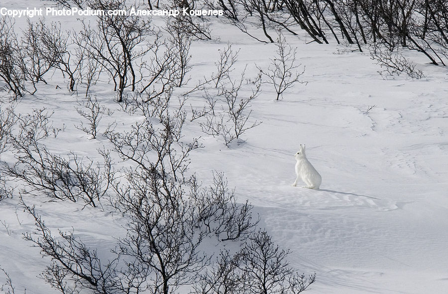 Animal, Bunny, Hare, Mammal, Rabbit, Rodent, Bird