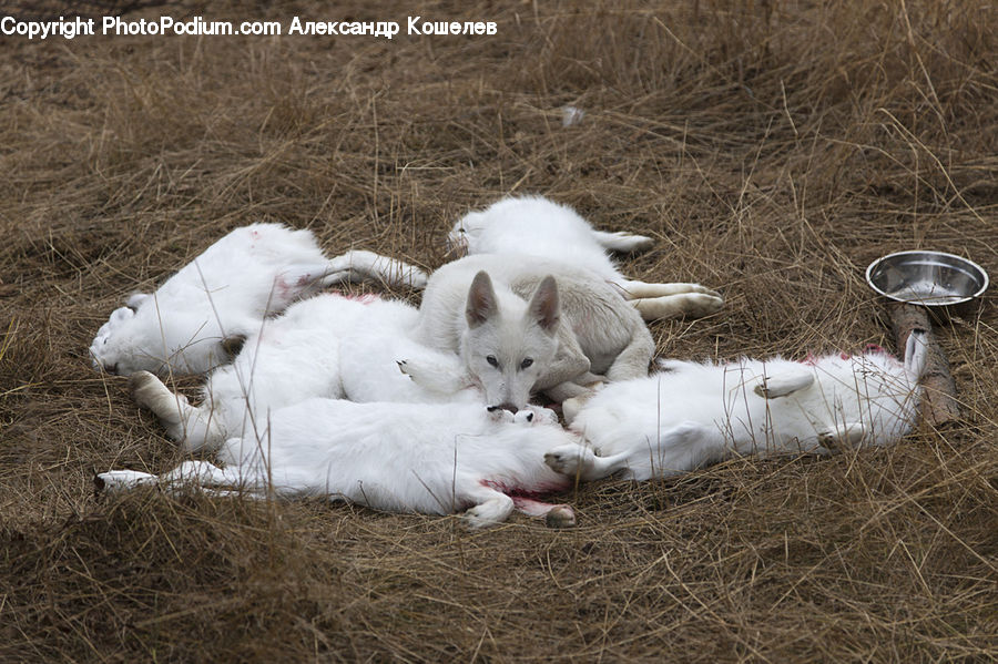 Animal, Canine, Dog, Eskimo Dog, Husky, Mammal, Pet