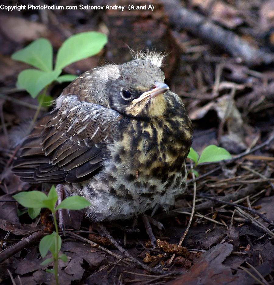 Bird, Quail, Blackbird, Plant, Flicker Bird, Woodpecker, Soil